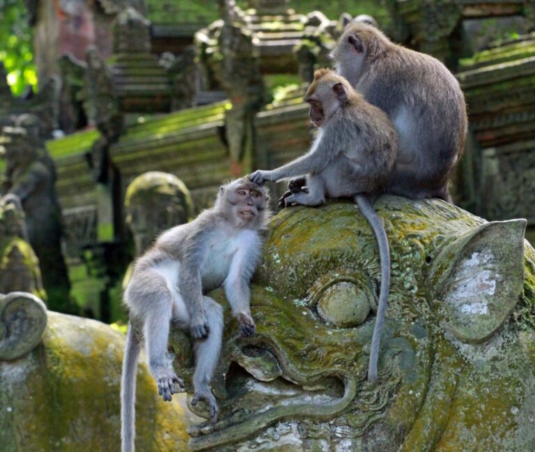 Ubud Monkey Forest in Bali